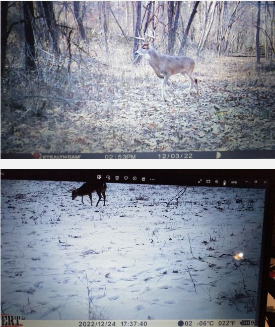 Deer hunting in West Kentucky