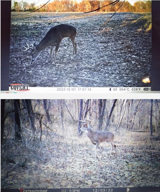 Deer hunting guide services at Redden Outfitters